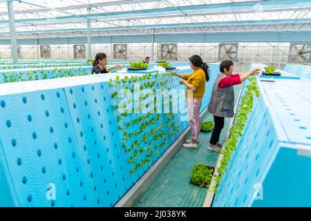 HEFEI, CHINE - 16 MARS 2022 - les travailleurs de la serre d'une usine cultivent des légumes en plantant des aérosols. Hefei, Anhui Provi de Chine orientale Banque D'Images