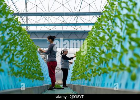 HEFEI, CHINE - 16 MARS 2022 - les travailleurs de la serre d'une usine cultivent des légumes en plantant des aérosols. Hefei, Anhui Provi de Chine orientale Banque D'Images