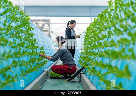 HEFEI, CHINE - 16 MARS 2022 - les travailleurs de la serre d'une usine cultivent des légumes en plantant des aérosols. Hefei, Anhui Provi de Chine orientale Banque D'Images