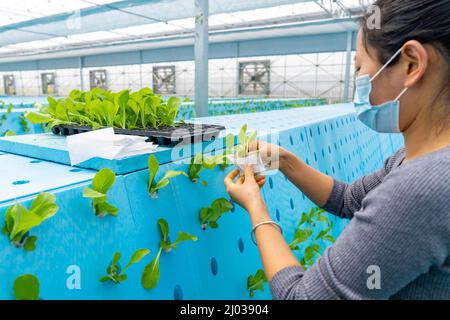 HEFEI, CHINE - 16 MARS 2022 - les travailleurs de la serre d'une usine cultivent des légumes en plantant des aérosols. Hefei, Anhui Provi de Chine orientale Banque D'Images