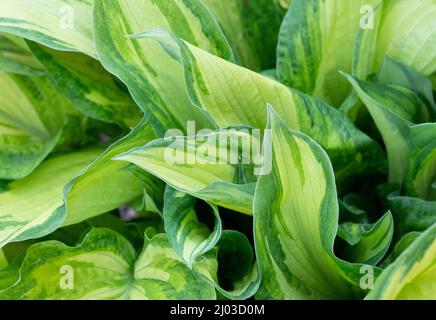 Hosta (Latin Hosta) est une plante herbacée vivace de la famille des asperges Banque D'Images