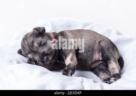 Un petit chiot aveugle de nouveau-né dort sur une couverture. Petit aveugle dormir chiot miniature schnauzer. Soin des animaux. Journée nationale des chiots Banque D'Images