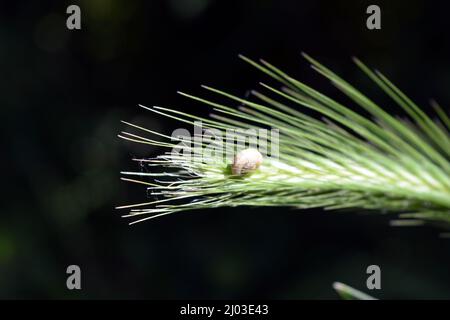 Belle et irremplaçable nature, plantes sauvages et herbes. Vert, épillets entiers d'herbe longue, herbe de pelouse illuminée par la lumière du soleil. Banque D'Images