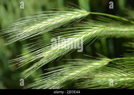 Belle et irremplaçable nature, plantes sauvages et herbes. Vert, épillets entiers d'herbe longue, herbe de pelouse illuminée par la lumière du soleil. Banque D'Images