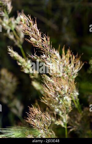 Belle et irremplaçable nature, plantes sauvages et herbes. Petits épillets clairsemés d'herbe mature, illuminés par une couleur ensoleillée. Banque D'Images