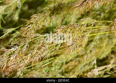 Belle et irremplaçable nature, plantes sauvages et herbes. Petits épillets clairsemés d'herbe mature, illuminés par une couleur ensoleillée. Banque D'Images