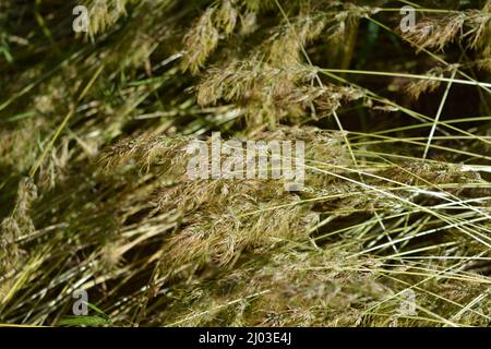 Belle et irremplaçable nature, plantes sauvages et herbes. Petits épillets clairsemés d'herbe mature, illuminés par une couleur ensoleillée. Banque D'Images