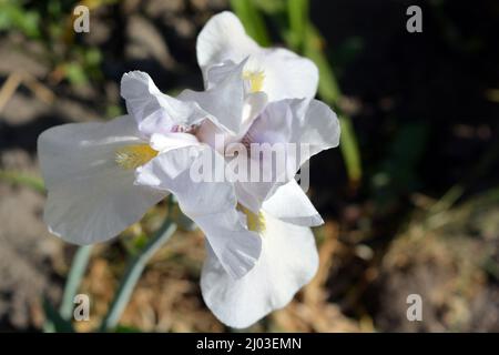 Belles et lumineuses fleurs à fleurs dans le jardin de la maison à la fin du printemps. Iris festifs blancs et jaunes avec de belles têtes. Banque D'Images