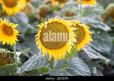 Beau tournesol jaune sur un champ de tournesol gros plan. Tournesol jaune avec copyspace. Tournesol sous un ciel nuageux Banque D'Images
