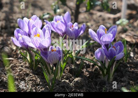 Fleurs de crocus pourpres fleuries dans le jardin. Banque D'Images