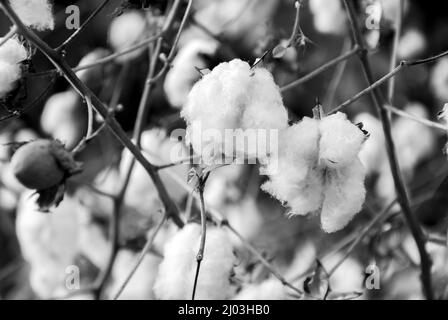 Levant Cotton au Guatemala, en amérique centrale. Gossypiumherbaceum Banque D'Images