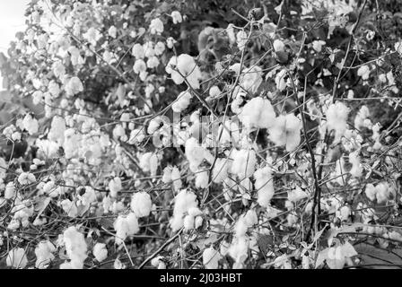 Levant Cotton au Guatemala, en amérique centrale Banque D'Images