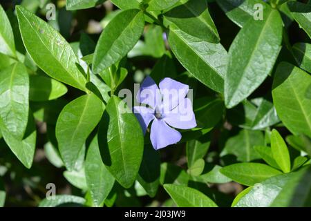 Nature lumineuse et colorée, verdure, arbustes verts et arbres au printemps. Belles fleurs violettes de Vinca avec des feuilles vertes. Banque D'Images