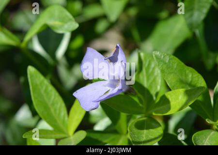 Nature lumineuse et colorée, verdure, arbustes verts et arbres au printemps. Belles fleurs violettes de Vinca avec des feuilles vertes. Banque D'Images