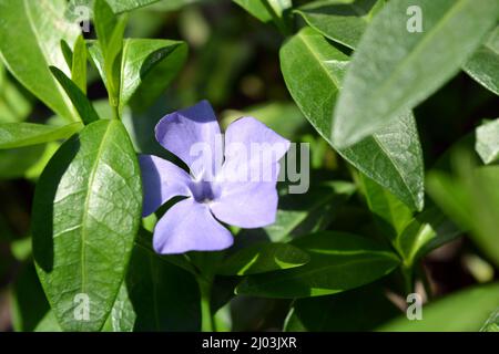 Nature lumineuse et colorée, verdure, arbustes verts et arbres au printemps. Belles fleurs violettes de Vinca avec des feuilles vertes. Banque D'Images