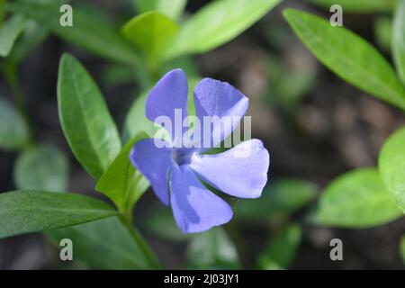 Nature lumineuse et colorée, verdure, arbustes verts et arbres au printemps. Belles fleurs violettes de Vinca avec des feuilles vertes. Banque D'Images