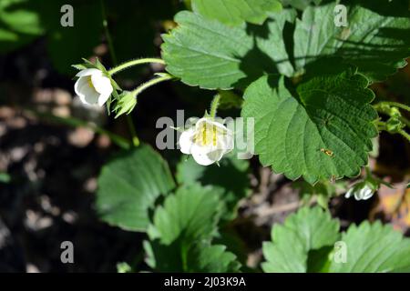 Belle nature, plantes fruitières. Belles fleurs blanches de fraises en fleurs. Banque D'Images