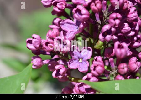 Plantes inhabituelles, grands arbustes, nature colorée en été. Arbustes lilas à fleurs violettes foncées Syringa, désambiguïsation, illuminés par la lumière du soleil. Banque D'Images