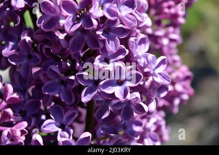 Plantes inhabituelles, grands arbustes, nature colorée en été. Arbustes lilas à fleurs violettes foncées Syringa, désambiguïsation, illuminés par la lumière du soleil. Banque D'Images