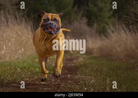 Bullmastiff sprinting avec toutes les pattes du grou Banque D'Images