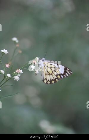 Un papillon jaune délicatement perché sur quelques petites fleurs blanches Banque D'Images