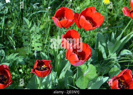 Belle nature avec fleurs et plantes en fleurs au printemps. Grandes tulipes rouges et noires inhabituelles poussant sous les rayons du soleil. Banque D'Images