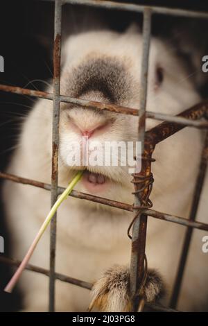 Lapin domestique blanc mangeant de l'herbe à travers les barres dans la huche en bois et bien nourri pour la mort ultérieure. Oryctolagus cuniculus domesticus avec de grandes oreilles Banque D'Images