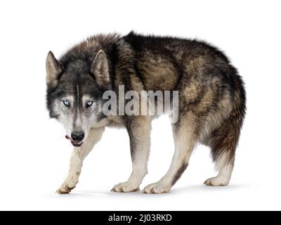 Beau Wolfdog américain, debout sur les côtés, tête vers le bas et regardant directement à l'appareil photo. Bouche de léchage avec la langue. Isolé sur un fond blanc. Banque D'Images