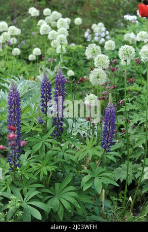 Blanc Allium stipitatum le mont Everest fleurit dans un jardin en juin Banque D'Images