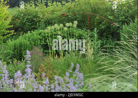 Têtes de semis rondes d'Allium stipitatum Mont Everest dans une bordure de fleur dans un jardin en juin Banque D'Images