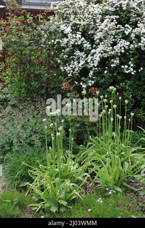 L'ail noir (Allium nigrum) fleurit dans un jardin en mai. Spiraea vanhouttei et dusky cranesbill (Geranium phaeum) fleur de printemps d'or en arrière-plan Banque D'Images