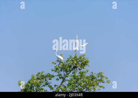 Deux Grands aigrettes blanches, Ardea alba, Bok, oiseau sur le dessus d'un arbre volant avec des ailes larges ouvertes, Sundarbans Bangladesh Banque D'Images