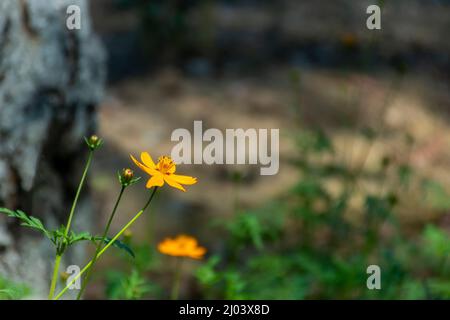 Jaune, bulbeux, buttercup, St. Anthony's, navet, Ranunculus bulbosus, fleur, fleur, gros plan Banque D'Images