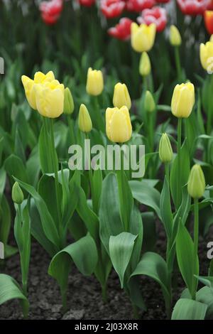 Tulipes de Triumph jaune (Tulipa) la limonade fleurit dans un jardin en avril Banque D'Images