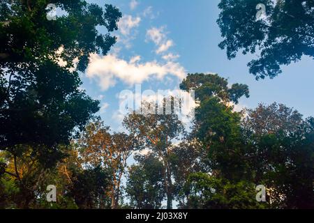 Vue de dessus de la Canopy dans le ForestEarly matin avec des nuages dans le ciel Paysage Banque D'Images