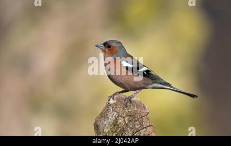 Chaffinch commun, Fringilla coelebs, dans le plumage de reproduction, fond propre Banque D'Images