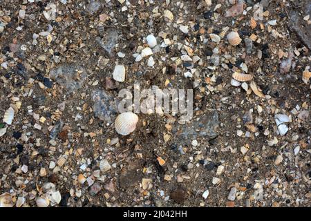 Terre, sol sablonneux avec de petites coquilles de différentes tailles, pierres grises et noires. Banque D'Images