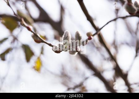des pousses moelleuses en fleurs sur des branches de saule au printemps Banque D'Images