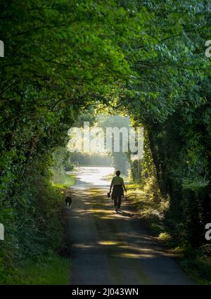 Femme et promenade de chiens en pays lane county Armagh Richhill Irlande du Nord Banque D'Images