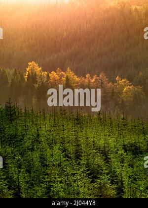 Montagnes de Slieve Bloom, County Offaly, Irlande Banque D'Images