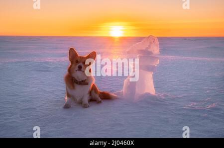 Chien de Pembroke gallois Corgi dans un paysage d'hiver pendant le coucher du soleil Banque D'Images