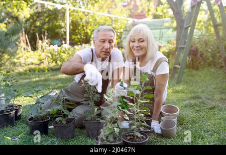Joyeux couple senior qui empote des plantes dans le jardin au printemps, assis sur la cour et s'occupant des fleurs Banque D'Images