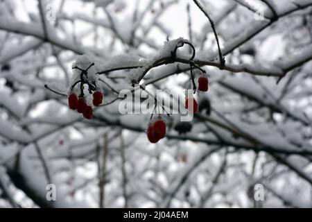 Beau temps, beaucoup de neige blanche sur les branches sombres des arbres dans le jardin de la maison. Belles baies rouges sèches de viburnum suspendues à un arbre en hiver. Banque D'Images