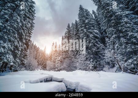 Miracle rivière à la lumière du soleil le matin. Scène viticole spectaculaire et pittoresque. Lieu Carpathian, Ukraine, Europe. Le monde de la beauté. Génération de tonalités Instagram Banque D'Images