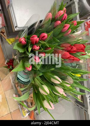 Bouquet félin tulipes rose rouge et jaune dans l'usine de Waitrose Rushden Northamptonshire Royaume-Uni plantes emballage couleur paquet polyéthène enveloppé Banque D'Images