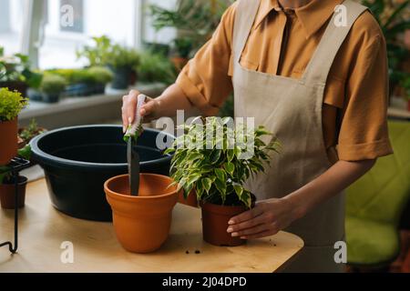 Plan de petite fille non reconnaissable jardinier portant un tablier replantant des plantes en pot à la maison. Banque D'Images