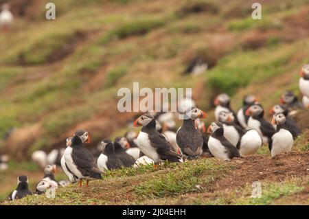 Puffins, North Haven, Skomer Island, Pembrokeshire, pays de Galles, Royaume-Uni, Europe Banque D'Images