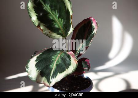Calathea roseopicta médaillon et Marion variété - gros plan feuille sur le seuil de la fenêtre en plein soleil avec ombres. Plantes maison en pot, maison verte de Banque D'Images