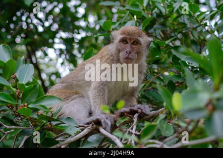 Singe macaque à longue queue mangez des fruits aux arbres. Malaisie animal de la forêt tropicale. Banque D'Images