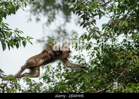 Singe porter bébé saut à un autre arbre. Banque D'Images